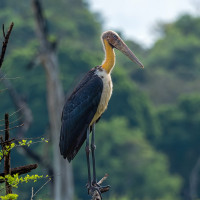 Lesser Adjutant